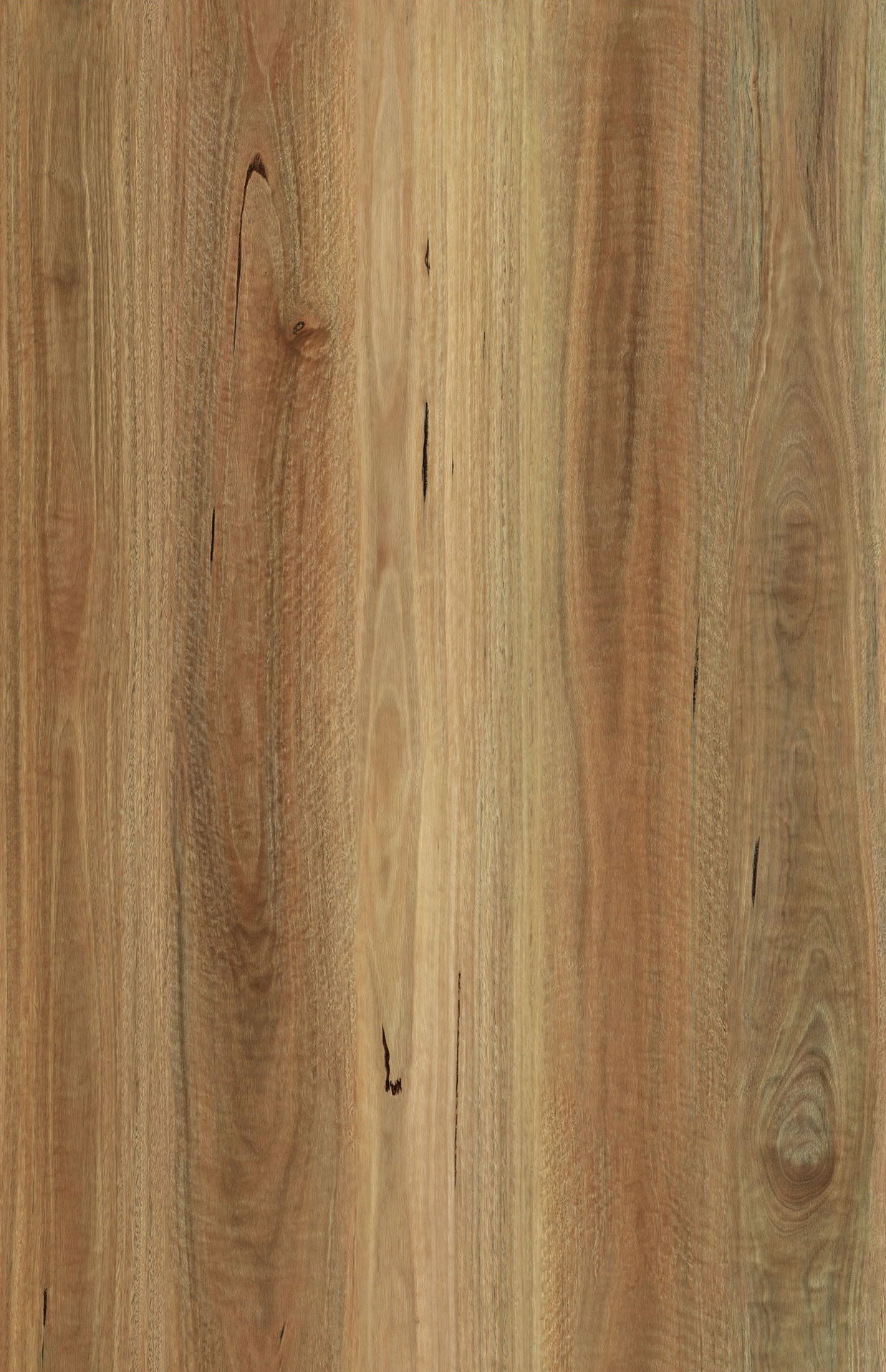V702 NSW Spotted Gum